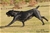 Ch. GALADRIEL DEL ROSSO MALPELO - Triola Cane Corso